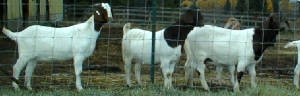 boergirls.jpg