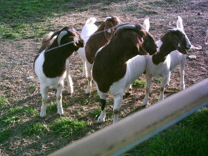 judyroseandbabygirls.jpg
