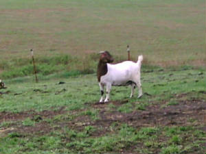judyrosepasture.jpg